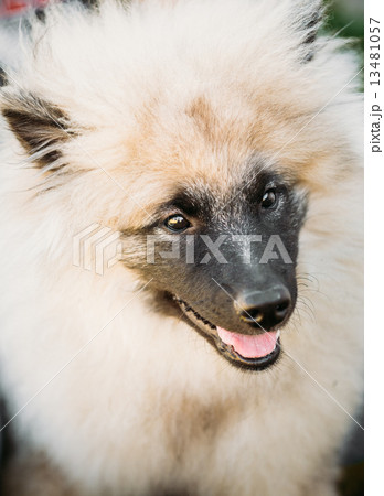 Gray Keeshound, Keeshond, Keeshonden Dog (German Spitz) Wolfspit Gray Keeshound, Keeshond, Keeshonden Dog (German Spitz) Wolfspit 13481057