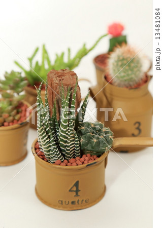 サボテン サボテン 13481084