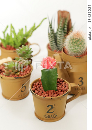サボテン 13481085
