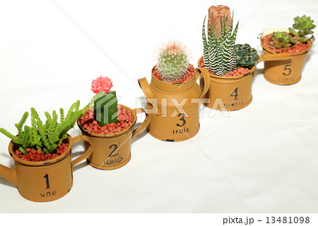 サボテン サボテン 13481098