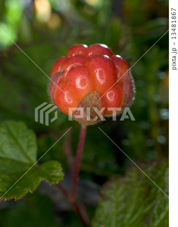 Cloudberries 13481867