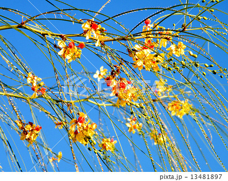 Or Yehuda Parkinsonia aculeata 2010 13481897