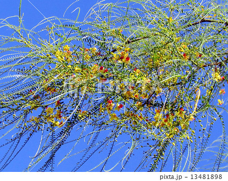 Or Yehuda Parkinsonia aculeata 2011 13481898