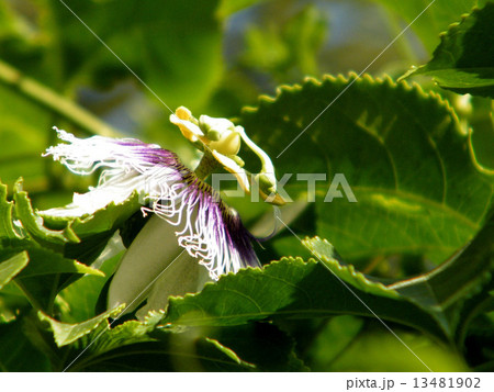 Or Yehuda Passiflora flower 2010 13481902