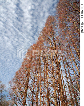 ひつじ雲 ひつじ雲 13482051