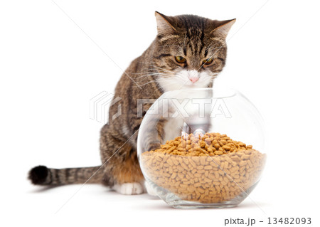 Gray cat and dry food Gray cat and dry food 13482093