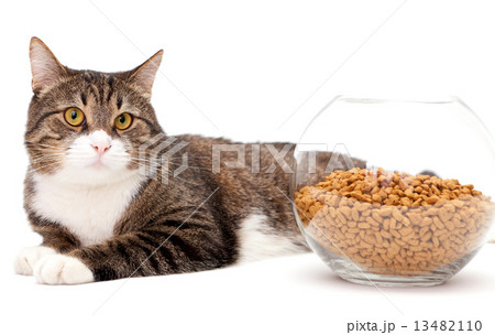 Gray cat and dry food Gray cat and dry food 13482110