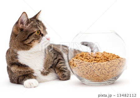 Gray cat and dry food Gray cat and dry food 13482112