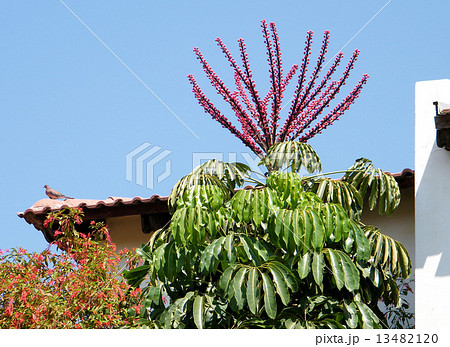 Or Yehuda Schefflera actinophylla & Turtledove 2010 Or Yehuda Schefflera actinophylla & Turtledove 2010 13482120