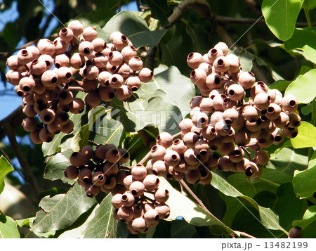 Or Yehuda Seeds of Eucalyptus 2010 13482199