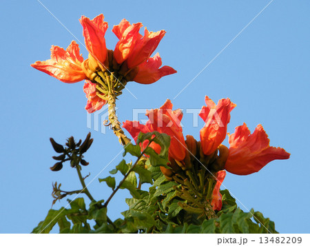 Or Yehuda Spathodea campanulata 2010 13482209