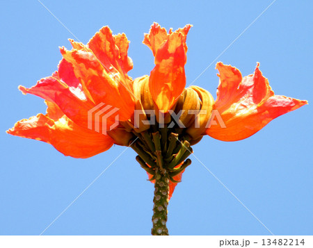 Or Yehuda Spathodea campanulata isolated 2010 13482214