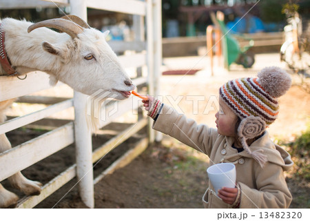 ヤギにエサを与える少女 13482320