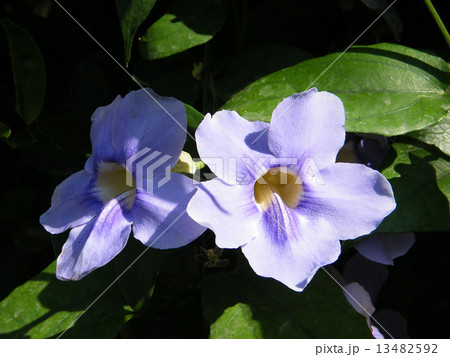 Or Yehuda Thunbergia Grandiflora flower 2010 13482592
