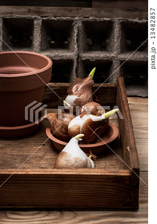 shoots of tulips shoots of tulips 13482857