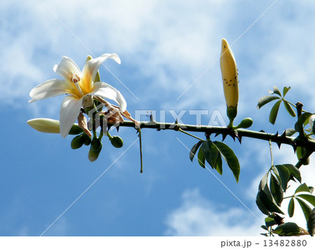 Or Yehuda White Chorisia speciosa branch 2010 Or Yehuda White Chorisia speciosa branch 2010 13482880