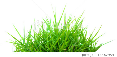 Grass 13482954