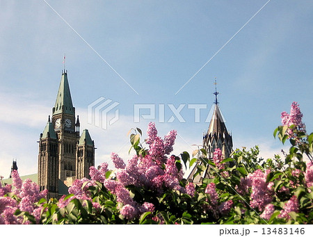 Ottawa Lilacs on the background of Parliament 2008 Ottawa Lilacs on the background of Parliament 2008 13483146