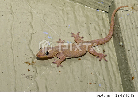 pink gecko portrait 13484048