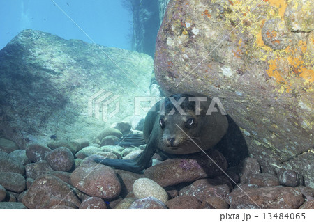 Puppy sea lion underwater looking at you 13484065