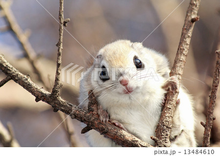 エゾモモンガ エゾモモンガ 13484610