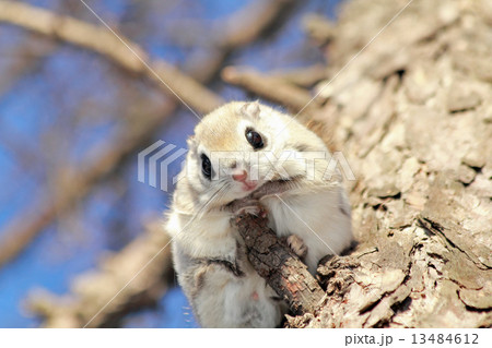 エゾモモンガ エゾモモンガ 13484612