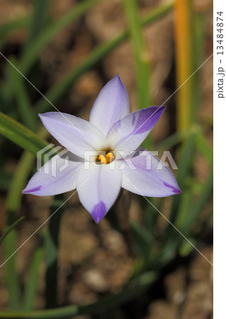 ハナニラの花 13484874
