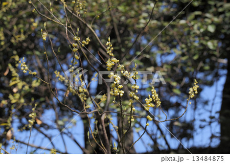 アオモジの花 13484875