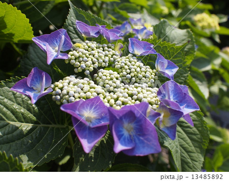 あじさい あじさい 13485892