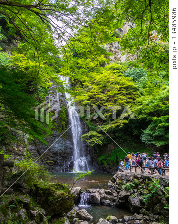 青モミジと箕面大滝 青モミジと箕面大滝 13485986