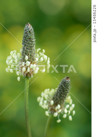 ヘラオオバコ ヘラオオバコ 13486226