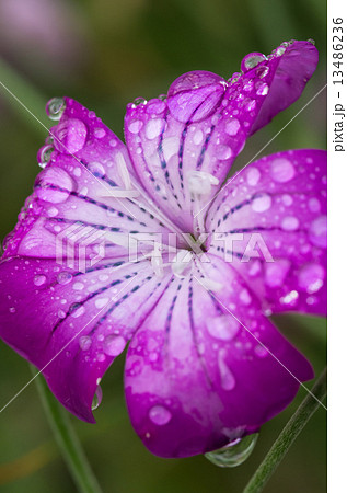 水滴のついた麦仙翁の花 13486236