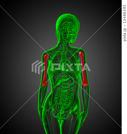 3d render medical illustration of the humerus bone 13486395