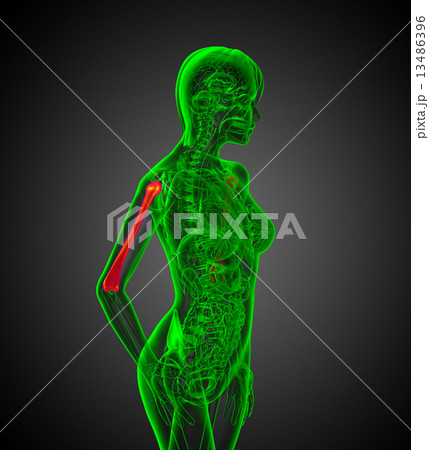 3d render medical illustration of the humerus bone 13486396