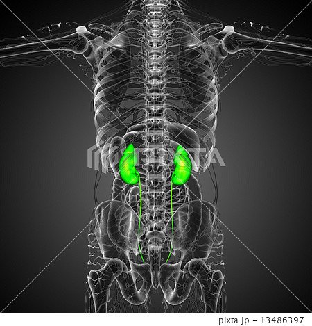 3d render medical illustration of the human kidney 13486397