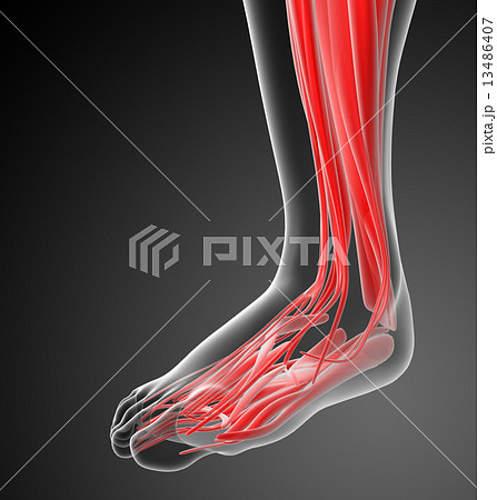 3d render medical illustration of the human foot 13486407