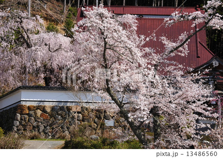 京都　福徳寺の枝垂れ桜 13486560