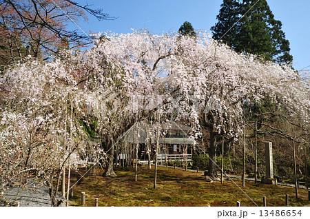 京都　常照皇寺の九重桜 13486654