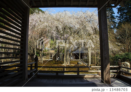 京都　常照皇寺の九重桜 13486703