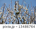 梅にメジロ 13486764