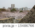 舞鶴城の桜 13486766