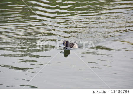 キンクロハジロ キンクロハジロ 13486793