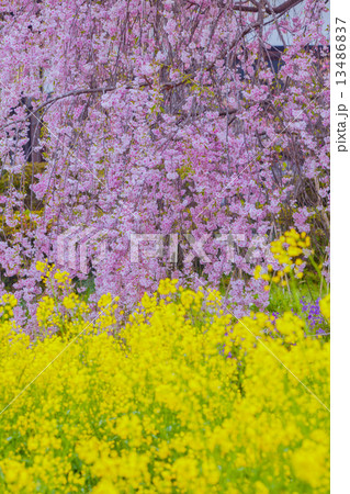 桜と菜の花 桜と菜の花 13486837