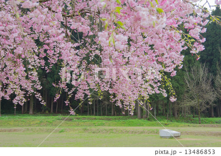 糸桜 13486853