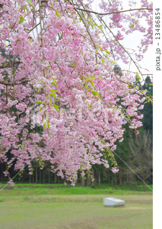 糸桜 13486854