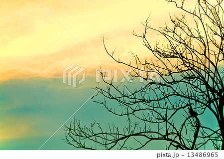 Leafless winter trees against beautiful cloudy sky background wi 13486965
