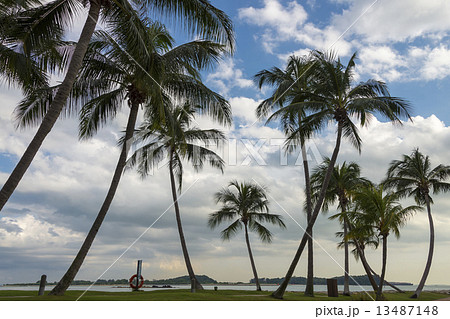 sunny day, palm tree 13487148