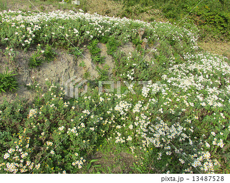 大塩　のじぎくの里公園 13487528