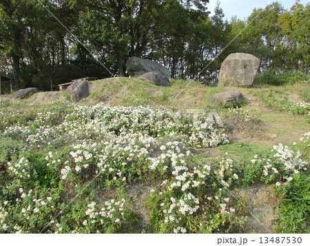 大塩　のじぎくの里公園　夫婦岩とのじぎく 13487530