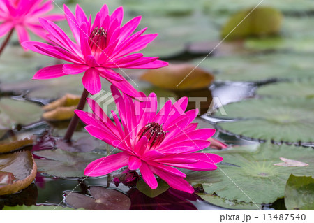 レッド・フレア 13487540